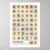 Sylva Britannica Poster (Voorkant)