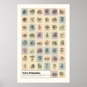 Sylva Britannica Poster