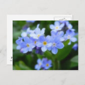 Sylvatica van Myosotis - Vergeet-mij-nietjes Briefkaart (Voorkant / Achterkant)