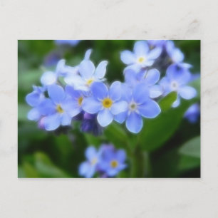 Sylvatica van Myosotis - Vergeet-mij-nietjes Briefkaart