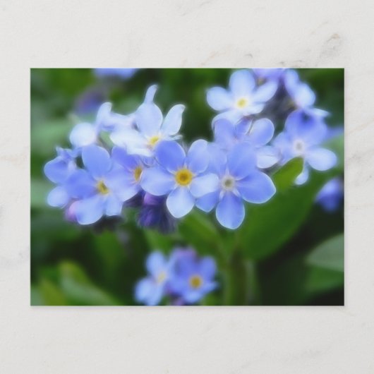 Sylvatica van Myosotis - Vergeet-mij-nietjes Briefkaart (Voorkant)