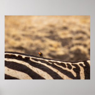 Symbiose: Oxpecker & Zebra Poster