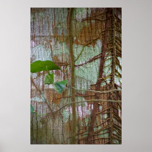 Symbiose Poster (Voorkant)