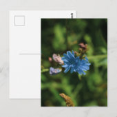 Symbool natuur Blue Corn Flower Belarus Briefkaart (Voorkant / Achterkant)