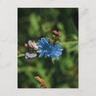 Symbool natuur Blue Corn Flower Belarus Briefkaart