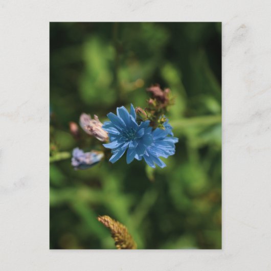 Symbool natuur Blue Corn Flower Belarus Briefkaart (Voorkant)