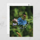 Symbool natuur Blue Corn Flower Belarus Briefkaart (Voorkant / Achterkant)