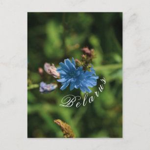Symbool natuur Blue Corn Flower Belarus Briefkaart