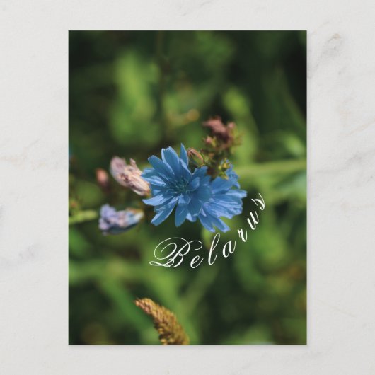 Symbool natuur Blue Corn Flower Belarus Briefkaart (Voorkant)