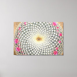 Symmetrische cactus in bloom (Mammillaria celsiana Canvas Afdruk