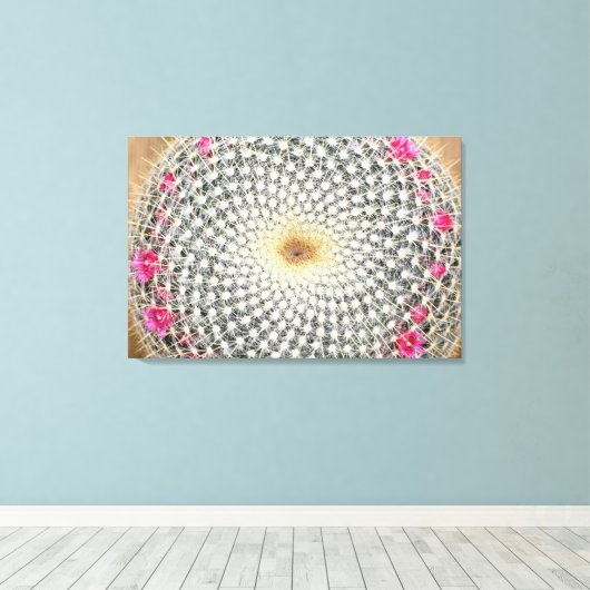 Symmetrische cactus in bloom (Mammillaria celsiana Canvas Afdruk (Insitu (Houten vloer))