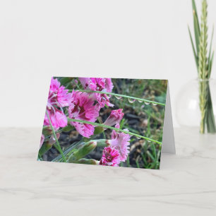 Sympathie Roze Dianthus Met Waterdruppels Kaart