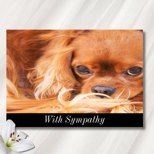 Sympathie Sweet Cavalier King Charles Spaniel Kaar Kaart