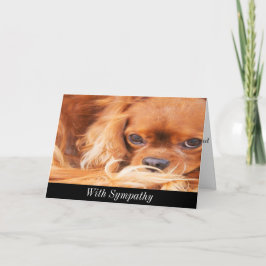 Sympathie Sweet Cavalier King Charles Spaniel Kaar Kaart