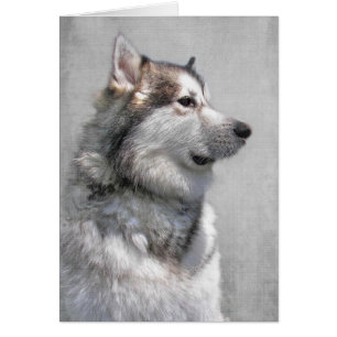 sympathie voor Alaskan Malamute Pet