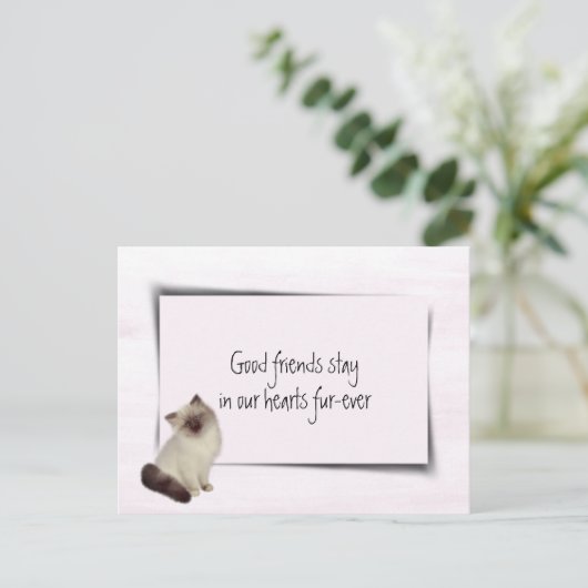 Sympathie voor dolladolle Cat Pet Briefkaart (Staand voorkant)