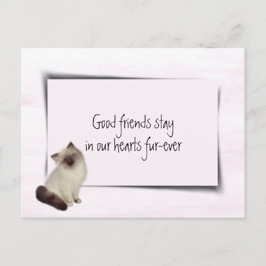 Sympathie voor dolladolle Cat Pet Briefkaart (Voorkant)