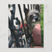 sympathie voor  huisdierenverlies (Achterkant)