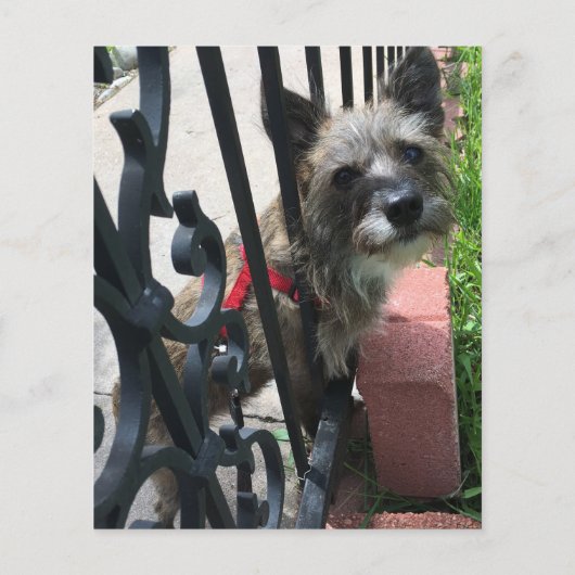 sympathie voor  huisdierenverlies (Achterkant)