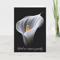 Sympathie Witte Calla Lily op zwart