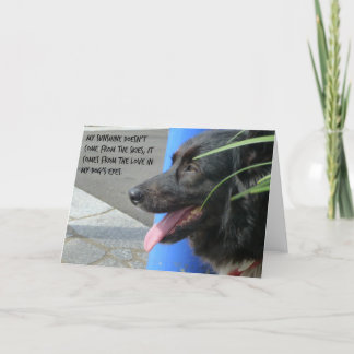 Sympathiekaart voor hond - Sunshine in de ogen van Kaart