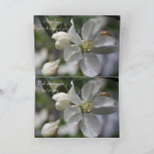 Sympathy Apple Blossom Kaart (Binnen)