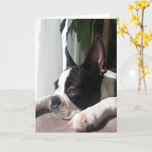 Sympathy Boston Terrier Kaart (Gele Bloem)