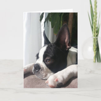 Sympathy Boston Terrier Kaart