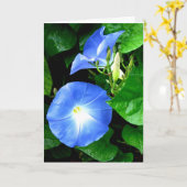 Sympathy - Heavenly Blue Morning Glory Kaart (Gele Bloem)