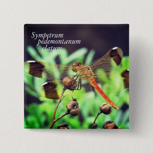 Sympetrum pedemontanum elatum vierkante button 5,1 cm (Voorkant)