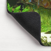 Symphysodon Tank met Tetras Fish Muismat (Hoek)