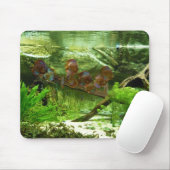 Symphysodon Tank met Tetras Fish Muismat (Met muis)