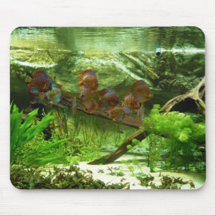 Symphysodon Tank met Tetras Fish Muismat