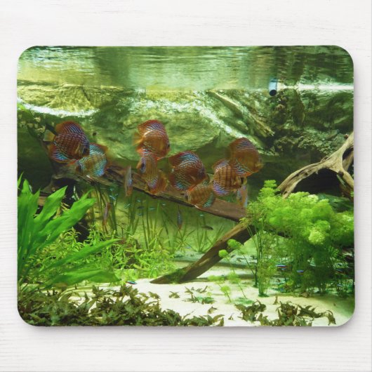 Symphysodon Tank met Tetras Fish Muismat (Voorkant)