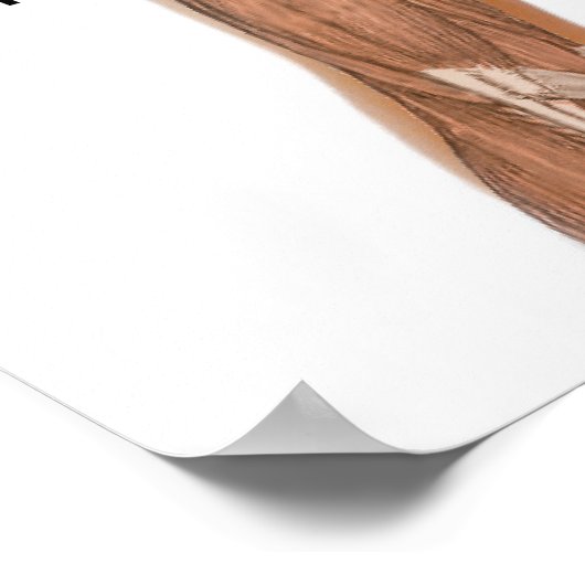 Symptomen van de ziekte van Mosquito-Borne Malaria Poster (Hoek)