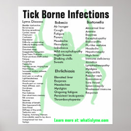 Symptomen van infectie door teik Borne Educational Poster
