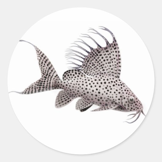 Synodontis catfish Sticker (Voorkant)