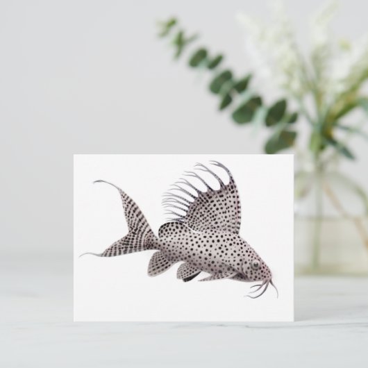 Synodontis eupterus Catfish Briefkaart (Staand voorkant)