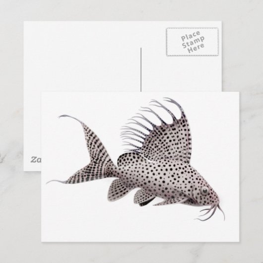 Synodontis eupterus Catfish Briefkaart (Voorkant / Achterkant)
