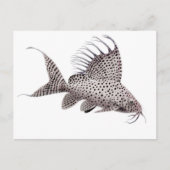 Synodontis eupterus Catfish Briefkaart (Voorkant)