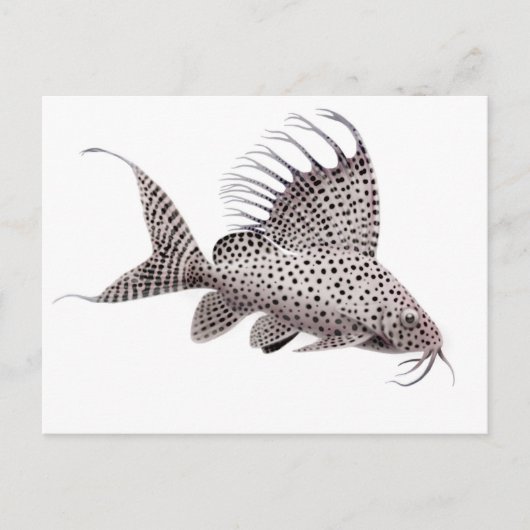 Synodontis eupterus Catfish Briefkaart (Voorkant)