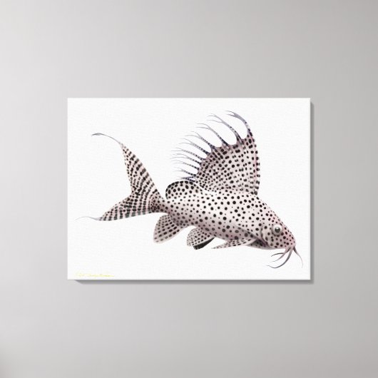 Synodontis Eupterus Catfish wrapped canvas (Voorkant)