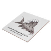 Synodontis Eupterus Featherfin Tegeltje (Zijkant)