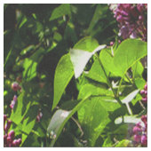 Syringa in bloei..... stof (Close Up)