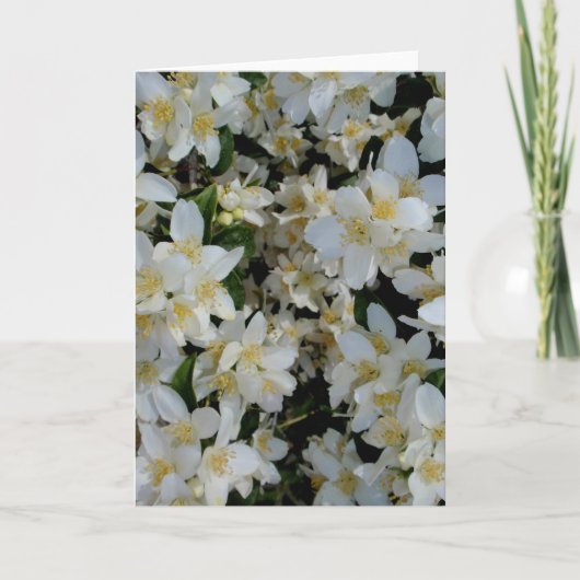Syringa Kaart (Voorkant)