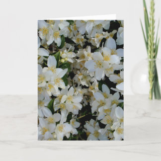 Syringa Kaart