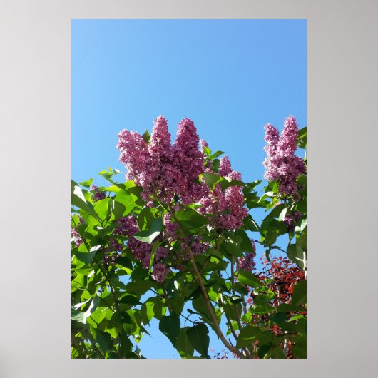 Syringa, Lila bloemboom Poster (Voorkant)