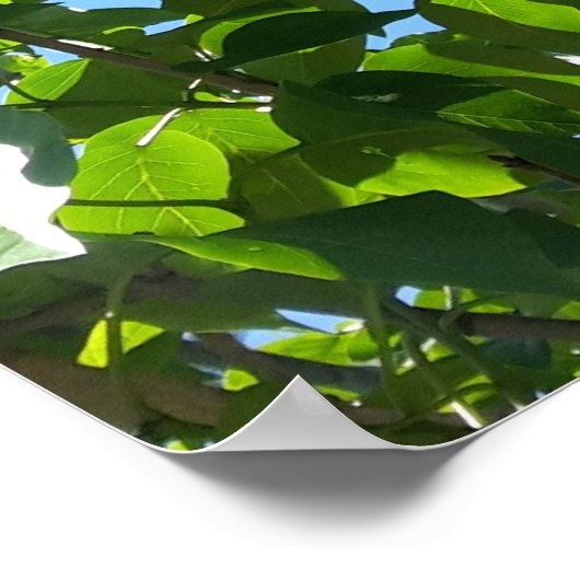 Syringa, Lila bloemboom Poster (Hoek)