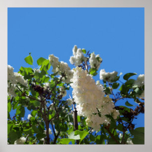 Syringa , Poster van witte seringenbloesem boom