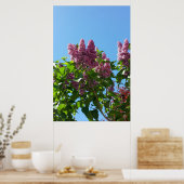 Syringa, Seringboom Poster (Keuken)